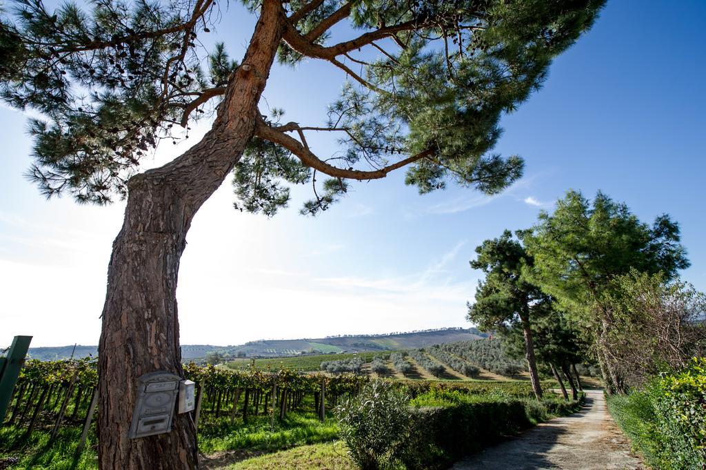 Masseria Del Vino Villa Loreto Aprutino Bagian luar foto