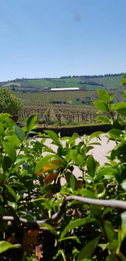 Masseria Del Vino Villa Loreto Aprutino Bagian luar foto